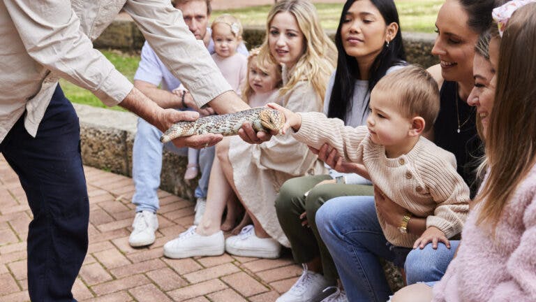 lizard baby patting edited