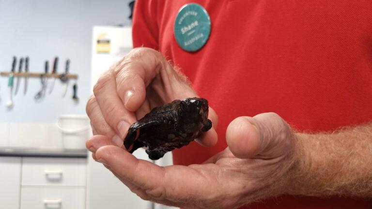 Dolphin Discovery Centre Turtle Rescue